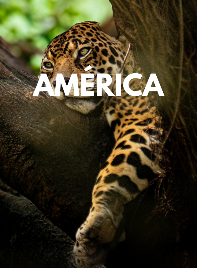 America